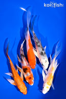 PACK OF (5) 4-5.5" BUTTERFLY KOI