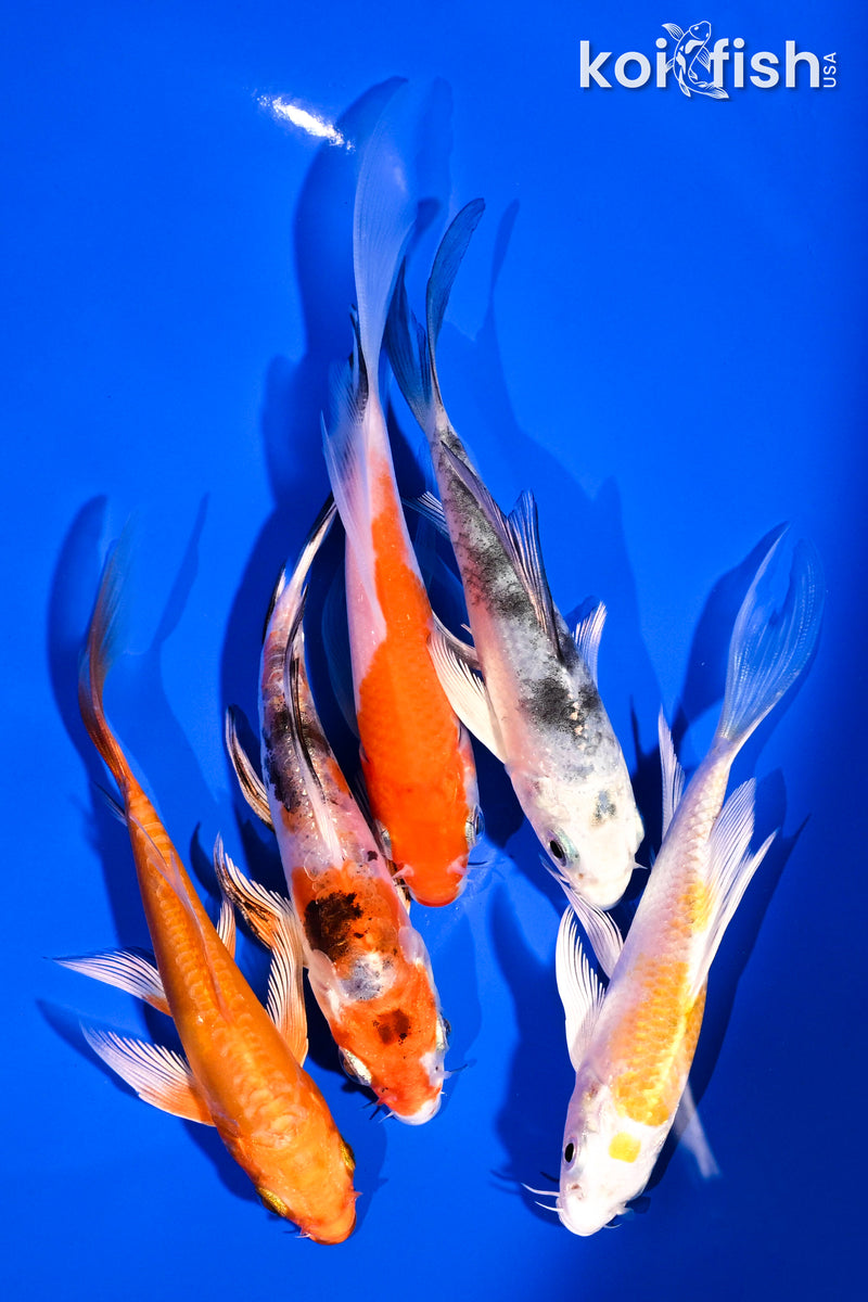 PACK OF (5) 4-5.5" BUTTERFLY KOI