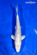 5.5" GINRIN PLATINUM OGON