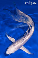 8.75" GINRIN PLATINUM OGON BUTTERFLY