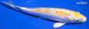 6.75" LEMON HARIWAKE
