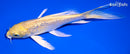 6" GINRIN YAMABUKI OGON BUTTERFLY
