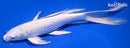 9.5" PLATINUM OGON BUTTERFLY