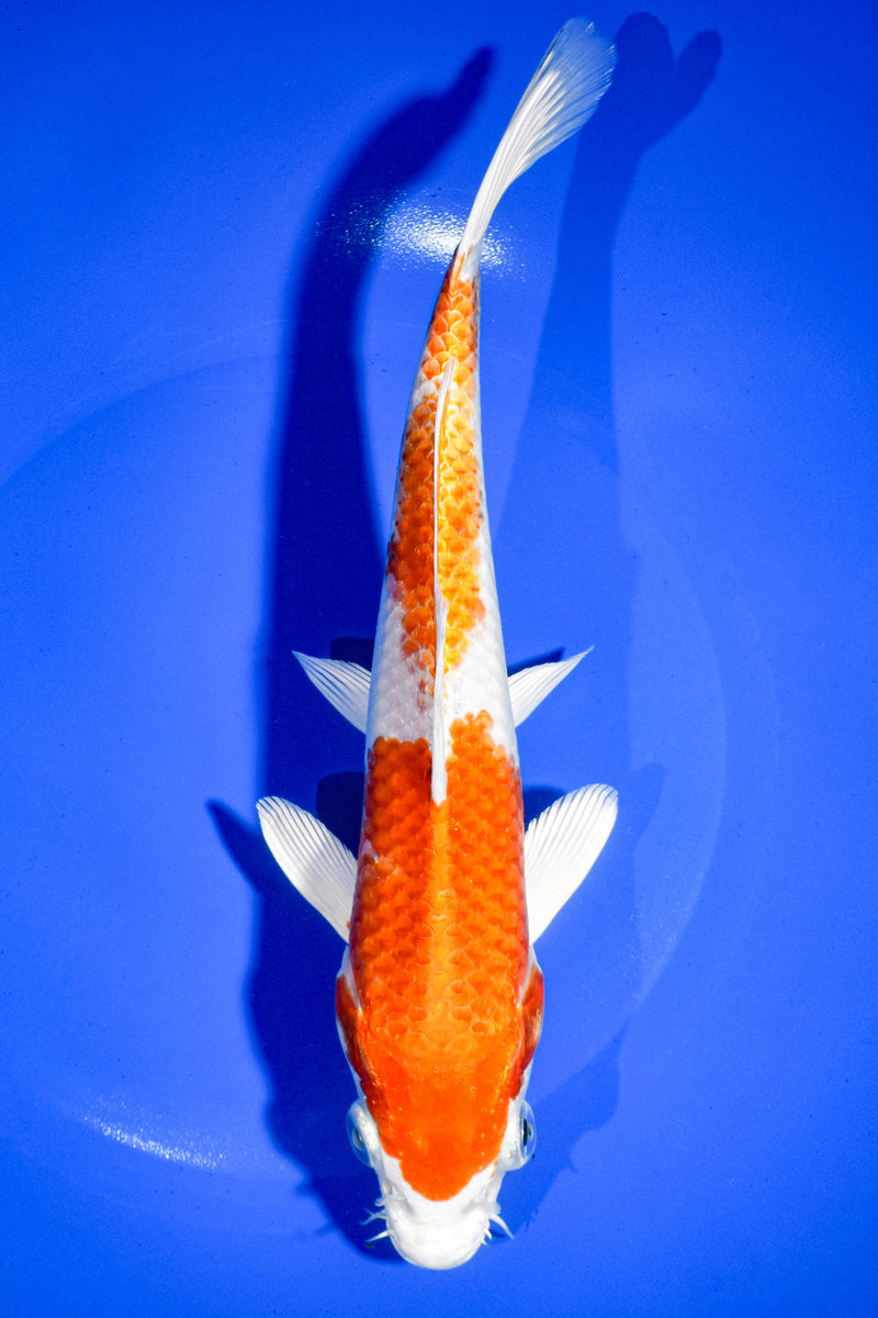 9.25" HARIWAKE