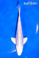 5" DOITSU PLATINUM OGON