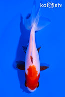 4.75" SARASA WATONAI GOLDFISH