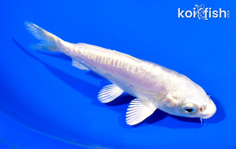 5" DOITSU GINRIN PLATINUM OGON