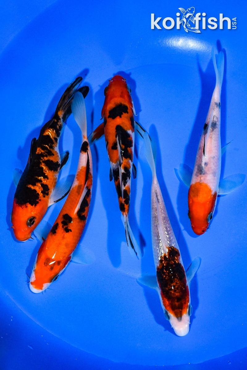 PACK OF (5) 4.25"-5.75" STANDARD KOI