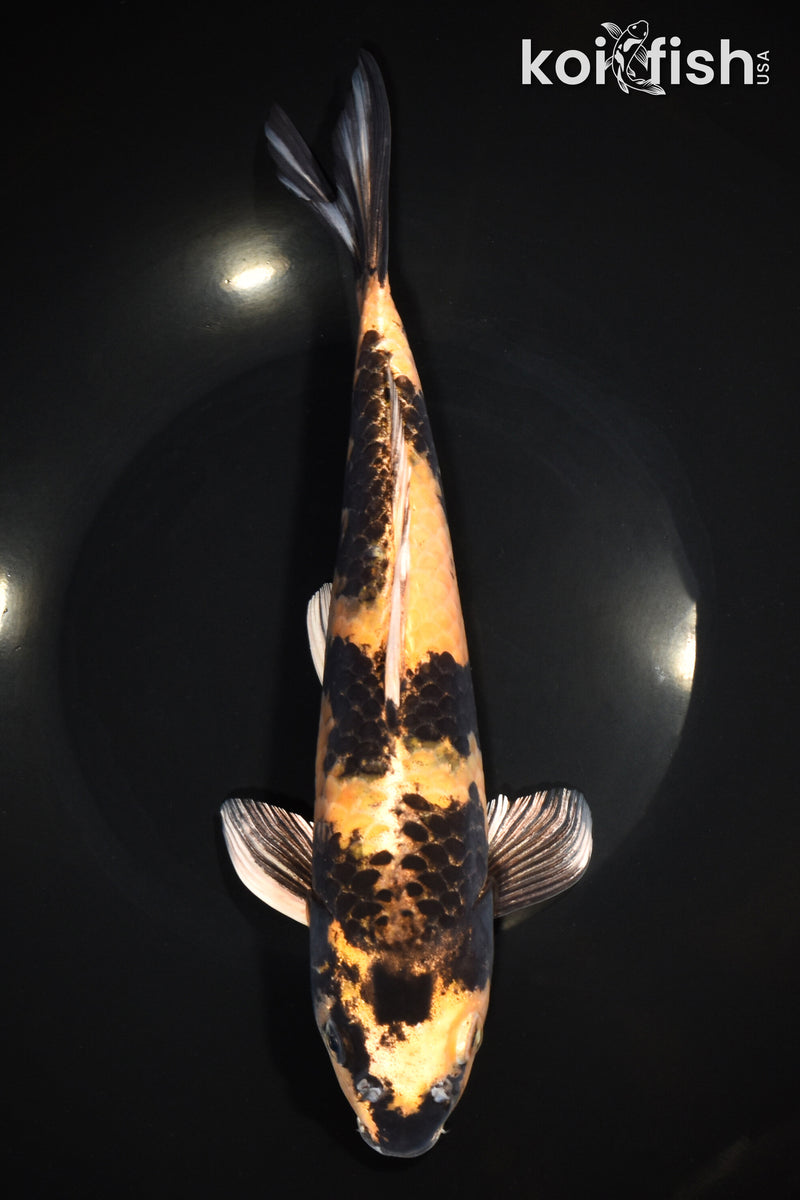 11" KIN KI UTSURI