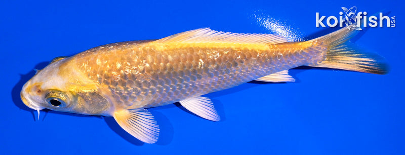 5" GINRIN YAMABUKI OGON