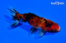 3.75" CALICO WAKIN GOLDFISH