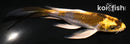 5" KUJAKU BUTTERFLY