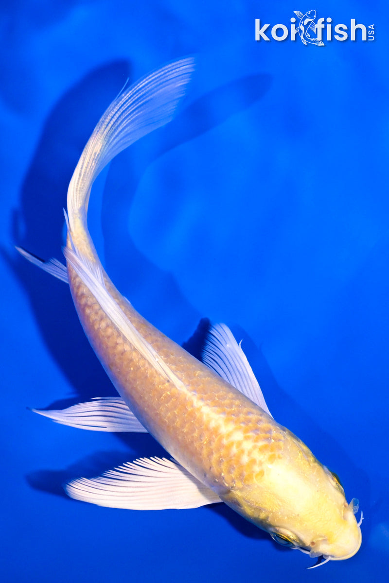 5.5" YAMABUKI OGON BUTTERFLY