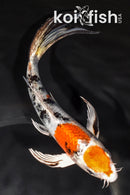 7.25" MARUTEN YAMATO NISHIKI BUTTERFLY