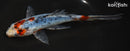 7" SHUBUNKIN GOLDFISH