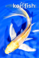 7" HARIWAKE BUTTERFLY