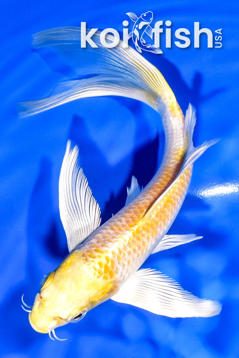 7" HARIWAKE BUTTERFLY