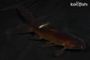 5.5" WATONAI GOLDFISH