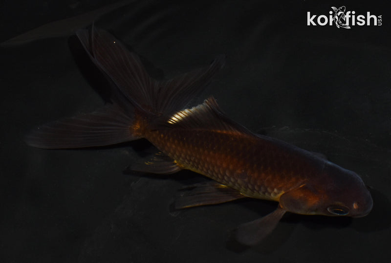 5.5" WATONAI GOLDFISH