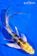 6.25" HEISEI NISHIKI BUTTERFLY