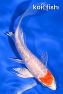 5.25" TANCHO KIKUSUI BUTTERFLY