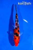 5.5" SANKE