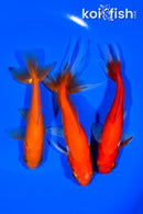 PACK OF (3) 4.5-5.75" WAKIN GOLDFISH