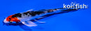 4.5" YAMATO NISHIKI BUTTERFLY