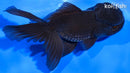 5.25" ORANDA GOLDFISH