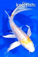 7" DOITSU LEMON HARIWAKE BUTTERFLY