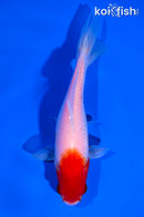 5" HOODED SARASA WAKIN GOLDFISH