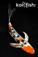 6.75" HEISEI NISHIKI BUTTERFLY