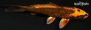 4.5" KIN ORENJI MATSUBA
