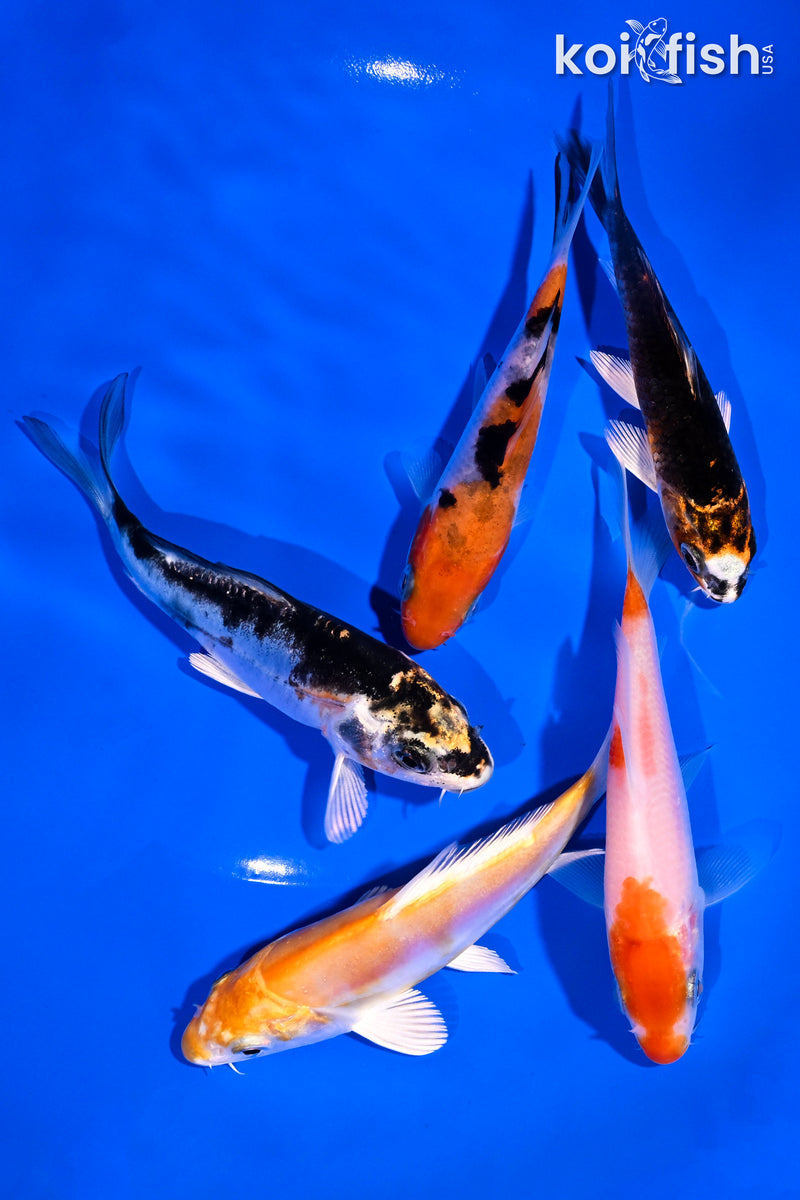 PACK OF (5) 4-5" STANDARD KOI