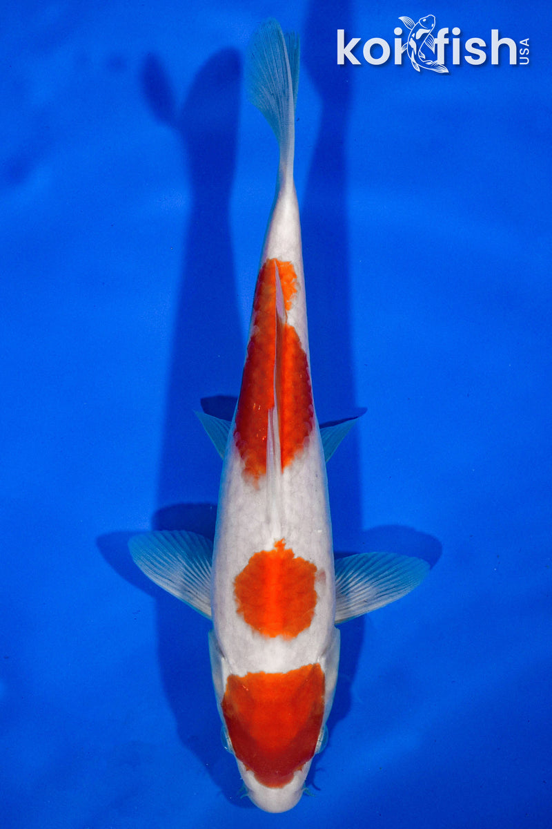 9.5" KOHAKU