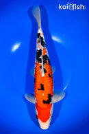 13.25" GINRIN SANKE