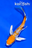 4" GINRIN HARIWAKE BUTTERFLY