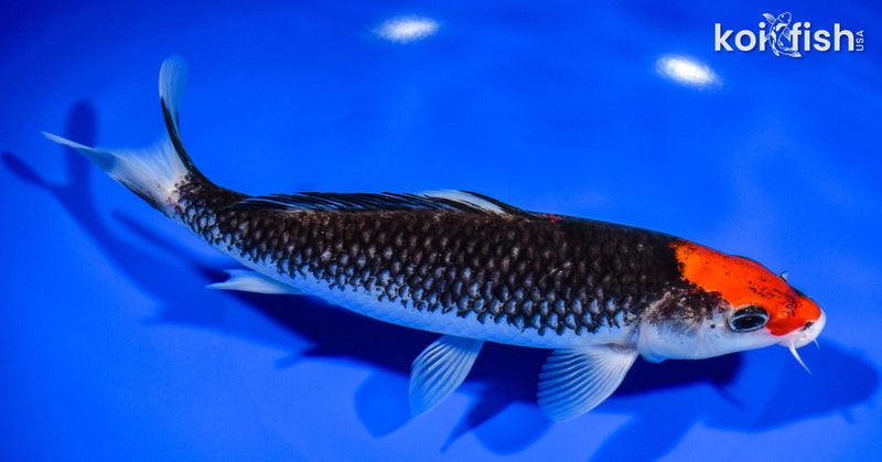 7.75" GOSHIKI