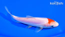 5.75" DOITSU TANCHO KOHAKU