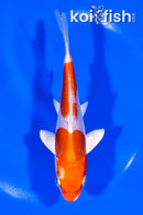 5.75" KIKUSUI