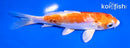 5" KIKUSUI