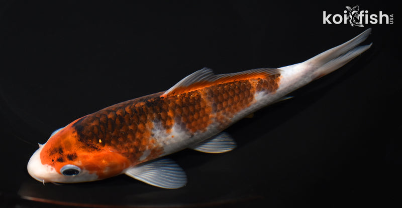 7.75" GOROMO