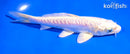 6" ARAGOKE PLATINUM OGON