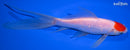 7.25" TANCHO COMET GOLDFISH