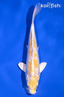 6.75" LEMON HARIWAKE