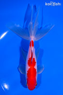 6.25" SARASA WATONAI GOLDFISH