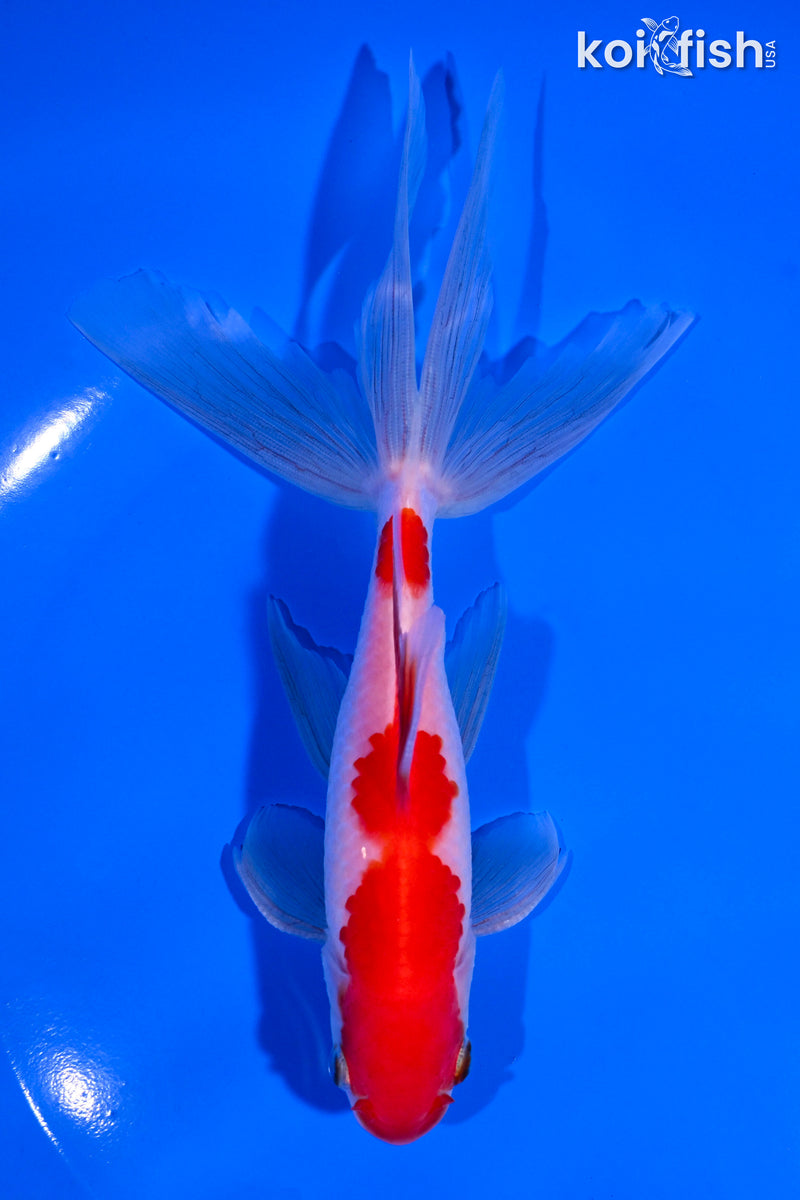 6.25" SARASA WATONAI GOLDFISH