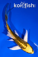 5" KINKIKOKURYU BUTTERFLY