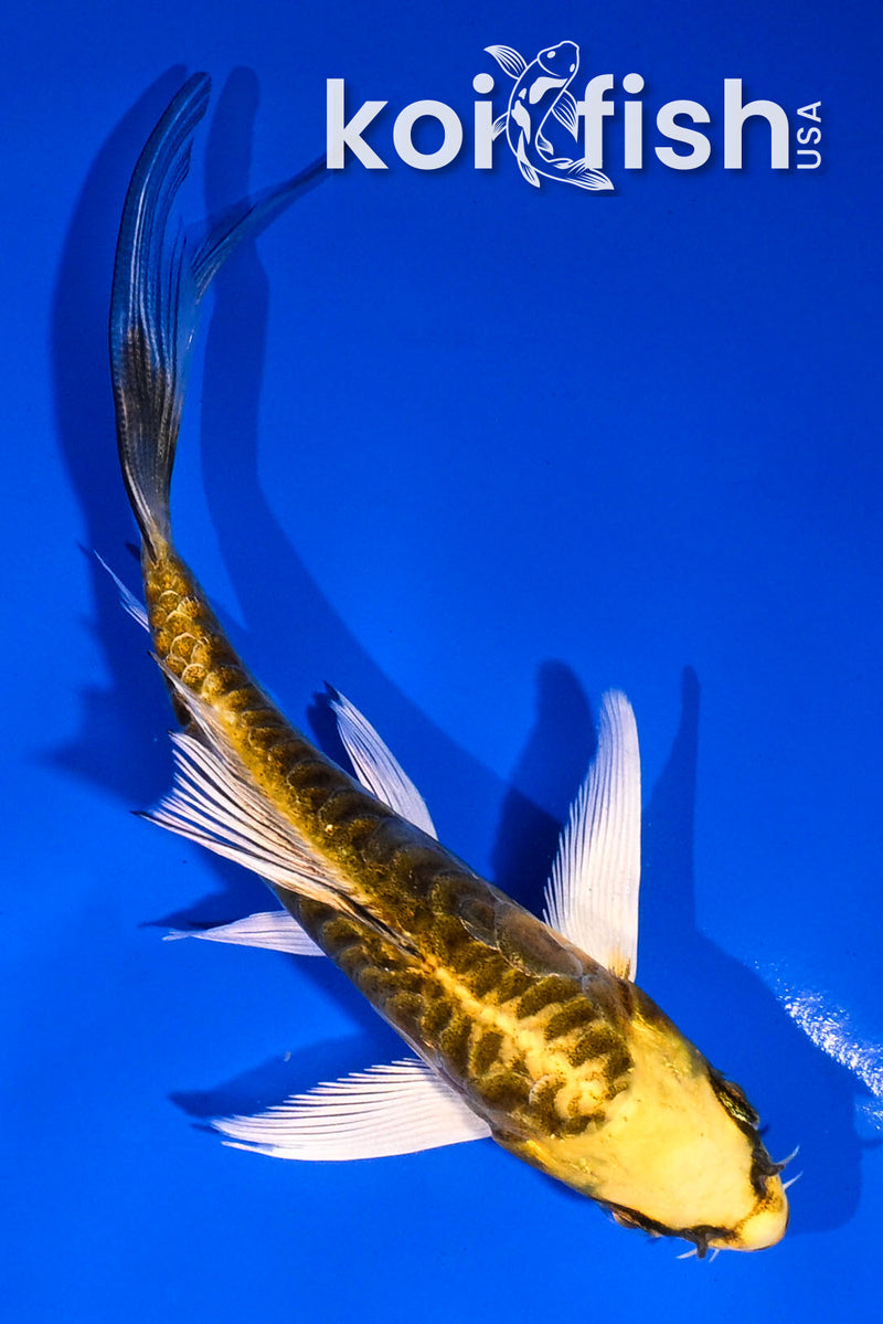 5" KINKIKOKURYU BUTTERFLY