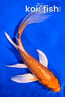 5" ORENJI OGON BUTTERFLY